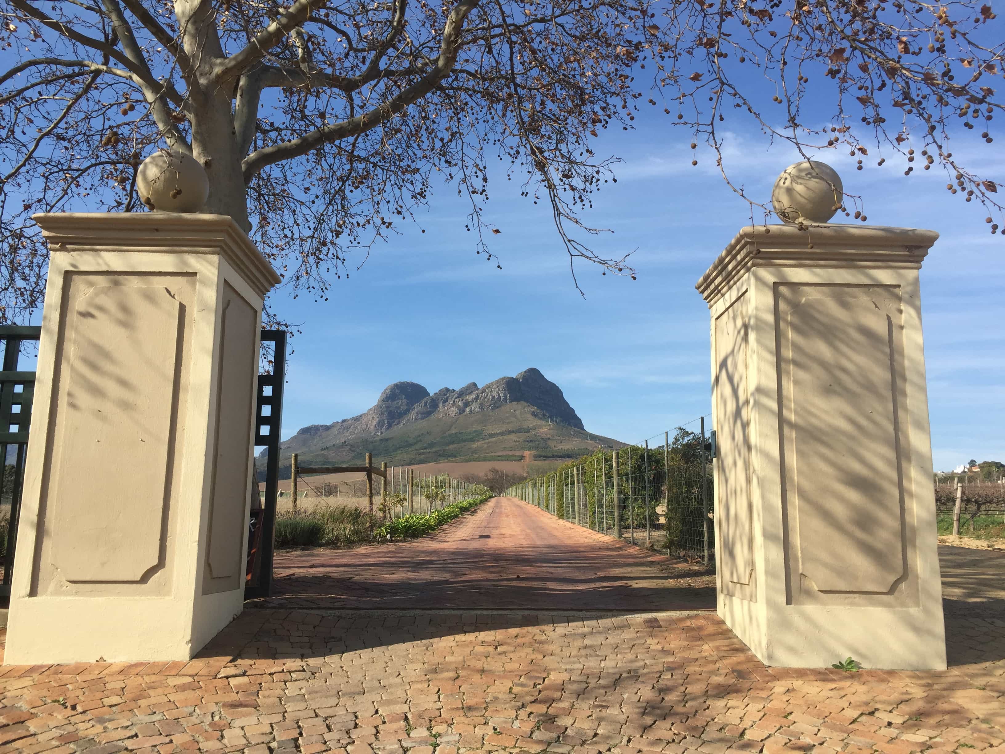 On Yonder Hill There Stands a Vineyard! Cape Wine Lovers' Society